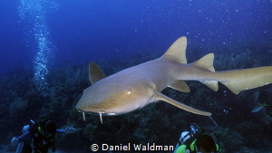 Nurse Shark diving Esmeralda Dive Site. Shot with Canon G... by Daniel Waldman 